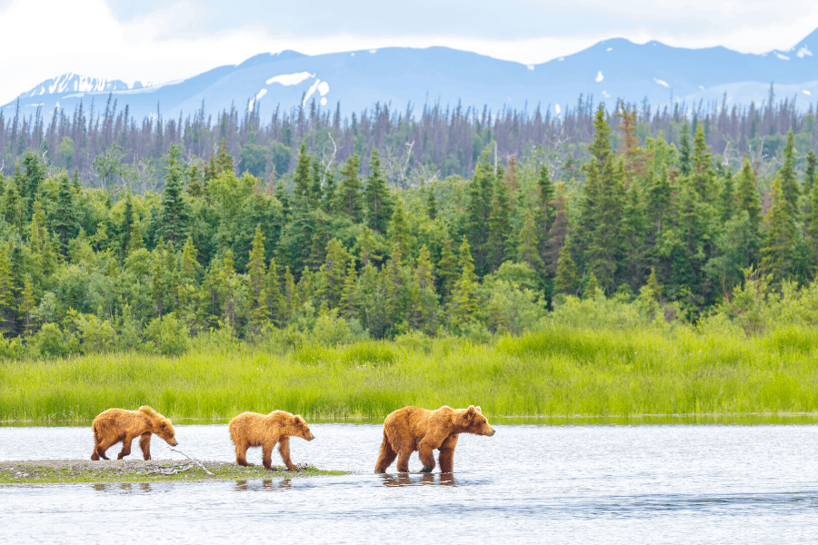 brown bears